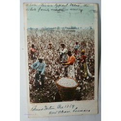 CPA US. Cueillette du Coton à Detroit, 1906 Alaska
