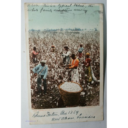 CPA US. Cueillette du Coton à Detroit, 1906 Alaska