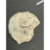 BULLE PRINCIPAUTÉ D'ORANGE - ANONYME (FAMILLE DE BAUX OU DE CHALON) XIV-XVe S., lartdesgents.fr